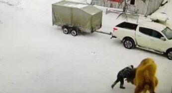 Russia – Tira un pugno ad un cammello: l’animale lo calpesta e poi lo uccide