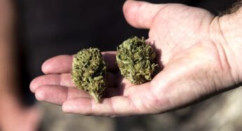 Napoli – Ordina online i pastorelli per il presepe ma gli arrivano 10kg di marijuana