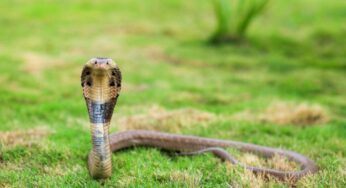Thailandia – Si addormenta con un cobra mortale accanto senza saperlo: illeso