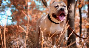 Dramma a Eboli: bimbo di 15 mesi muore dopo essere stato aggredito da due pitbull, ferita anche la madre